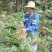 井冈山野生藤茶（莓茶）批发纯野生的请认准源山燕