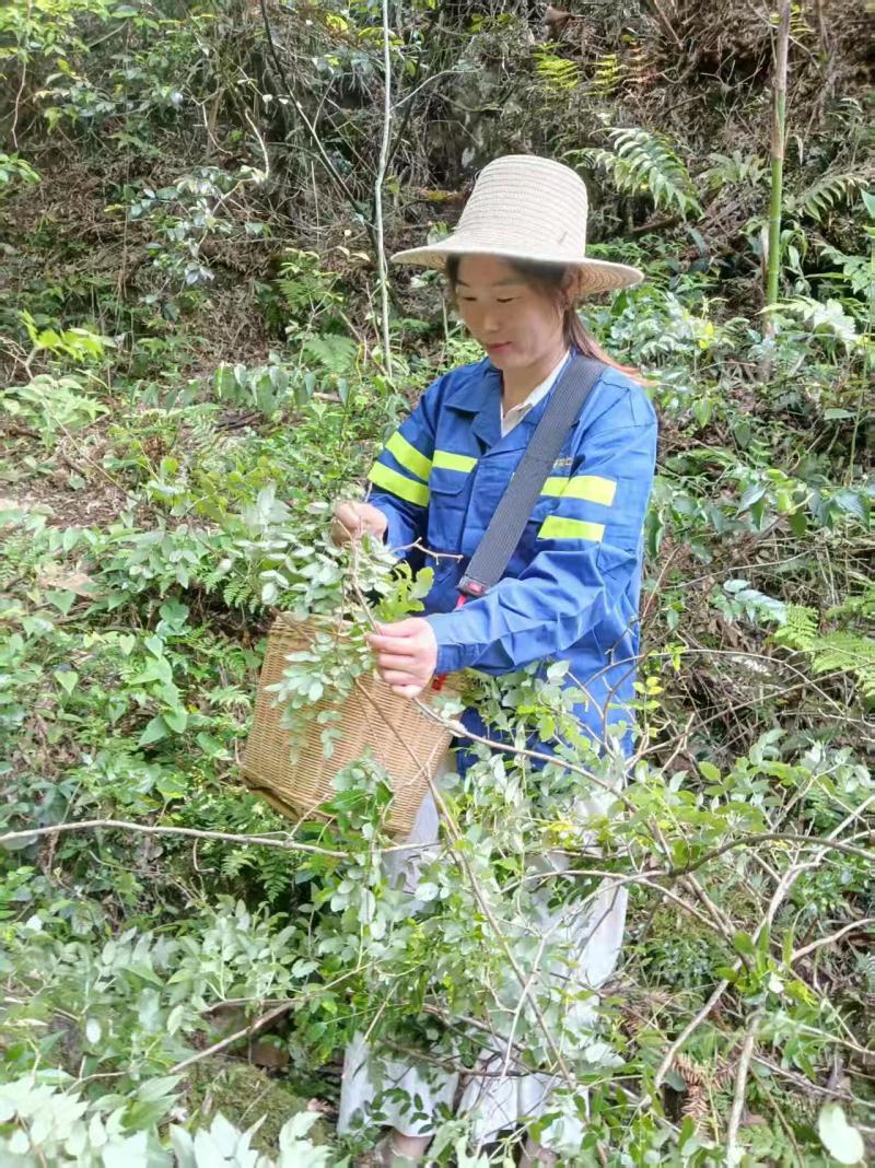 井冈山野生藤茶（莓茶）批发纯野生的请认准源山燕