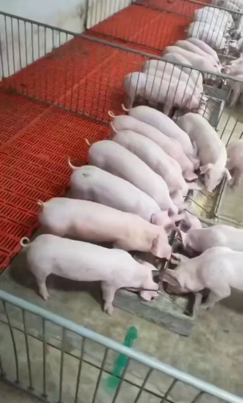 【推荐】育肥猪苗，仔猪价格便宜一手货源欢迎洽谈
