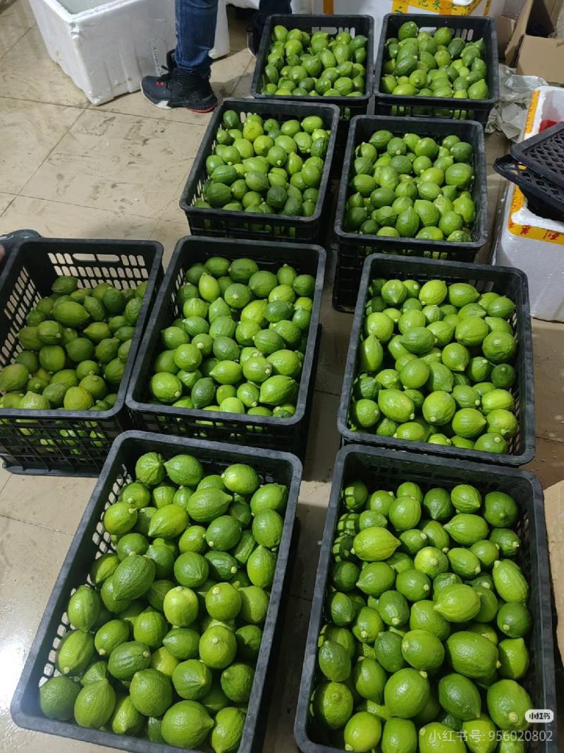 一级香水柠檬/二级香水柠檬