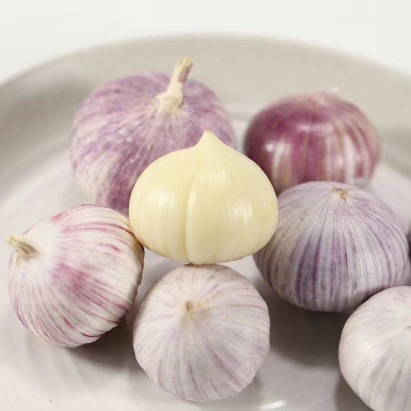 [精选]周口西华正宗好蒜现收现卖无中间商量大从优