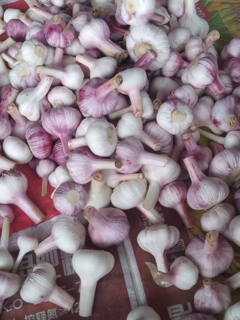 [精选]周口西华正宗好蒜现收现卖无中间商量大从优