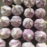 [精选]周口西华正宗好蒜现收现卖无中间商量大从优