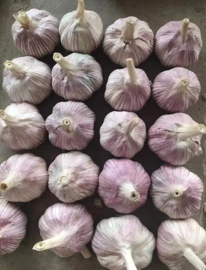 [精选]周口西华正宗好蒜现收现卖无中间商量大从优