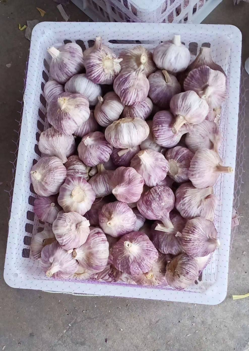 [精选]周口西华正宗好蒜现收现卖无中间商量大从优