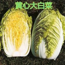 （宁夏白菜）黄心白菜/产地货源/保质保量/全国供应批发