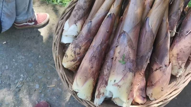 四川苦笋基地直发对接商超团购电商一条龙服务量大从优