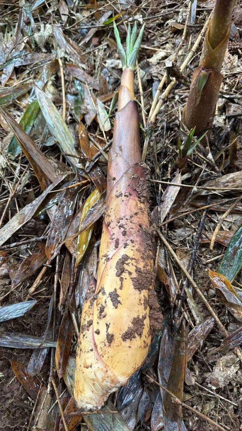 四川苦笋基地直发对接商超团购电商一条龙服务量大从优