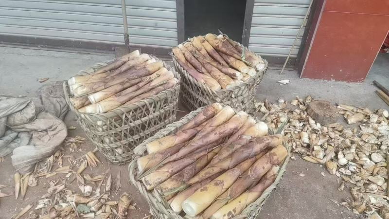 乐山苦笋现挖现发对接全国一条龙服务价格美丽欢迎来电