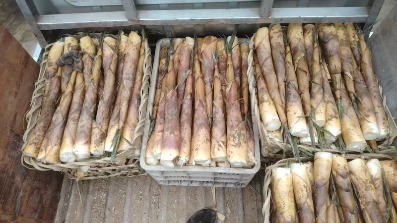 乐山苦笋大量上市中一手货源对接商超团购电商一条龙服务