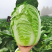 （玲珑黄白菜）黄心白菜/宁夏白菜/新货上市/欢迎来电