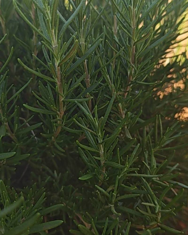 河南南阳迷迭香鲜枝通货