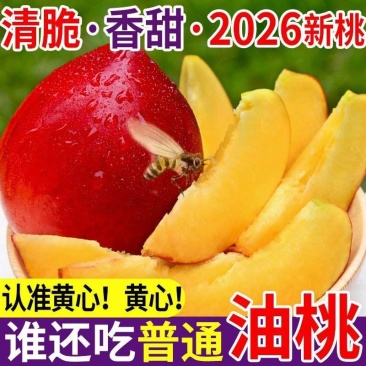 安徽砀山中油4号油桃大棚直发对接商超团购电商一条龙服务