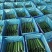 南通本地油皮丝瓜精品20cm条形直，现采现摘可现场验货