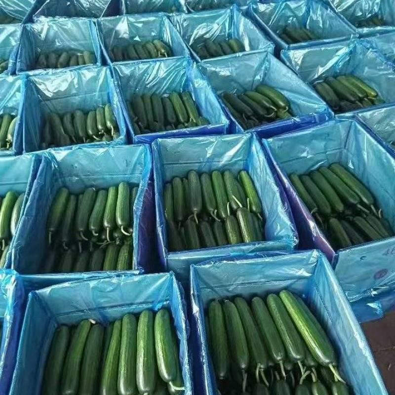 南通本地油皮丝瓜精品20cm条形直，现采现摘可现场验货