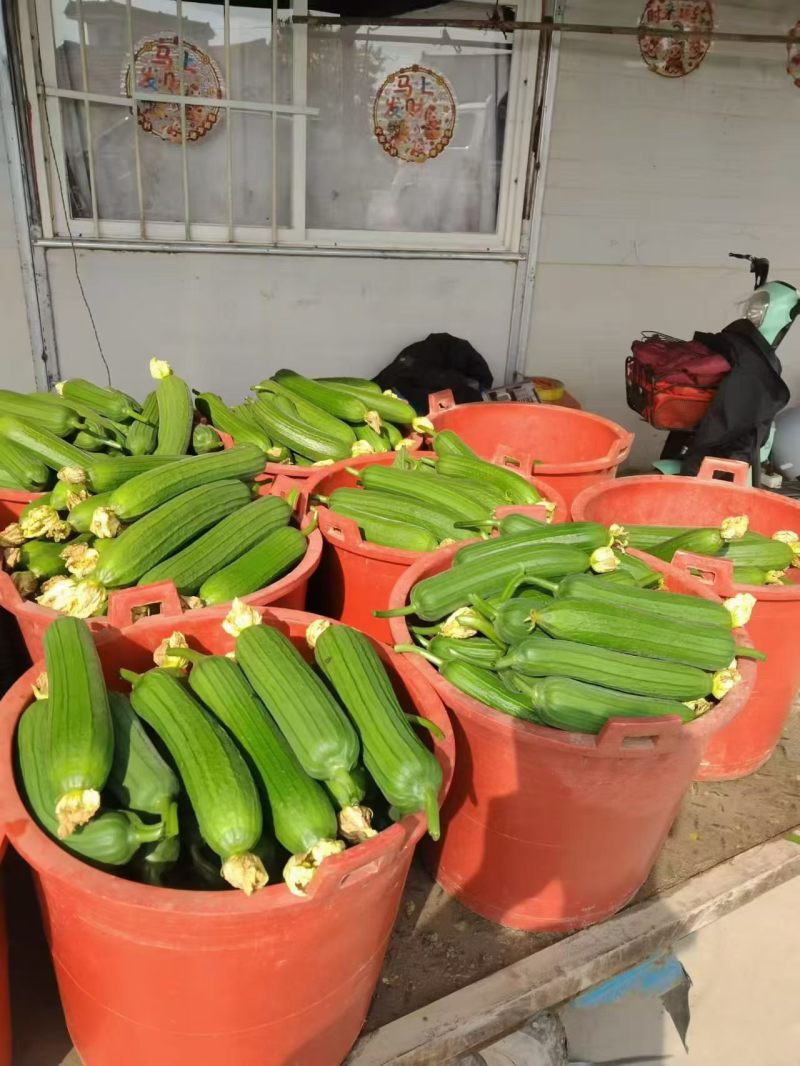 南通本地油皮丝瓜精品20cm条形直，现采现摘可现场验货