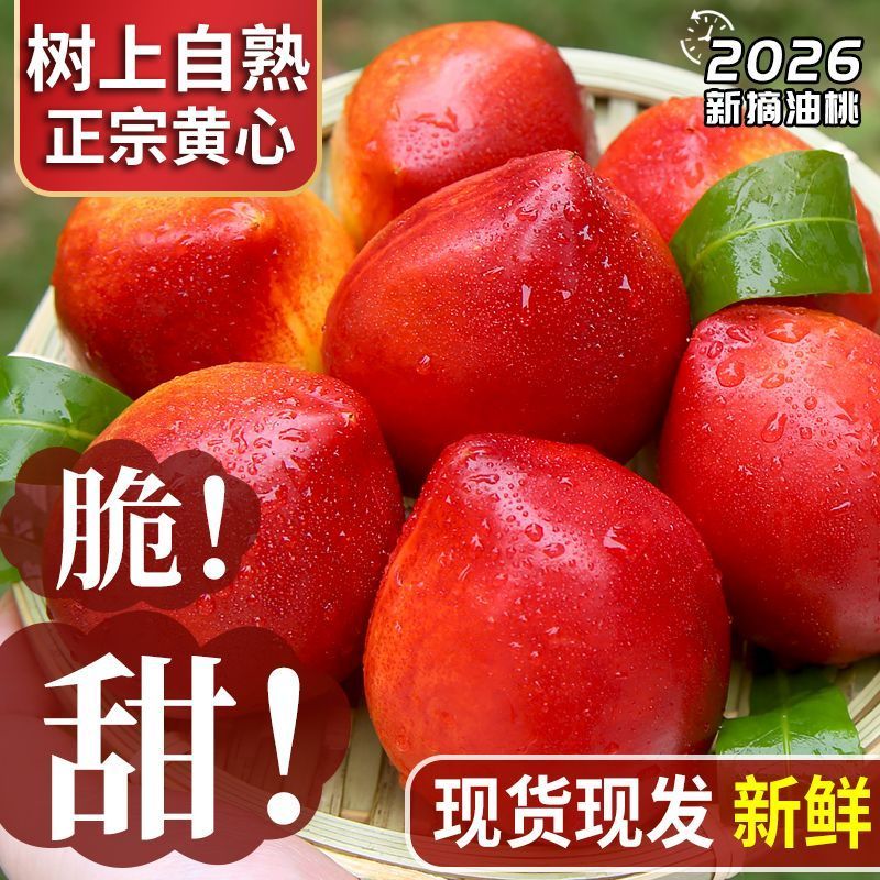 安徽砀山中油4号油桃大棚直发对接商超团购电商一条龙服务