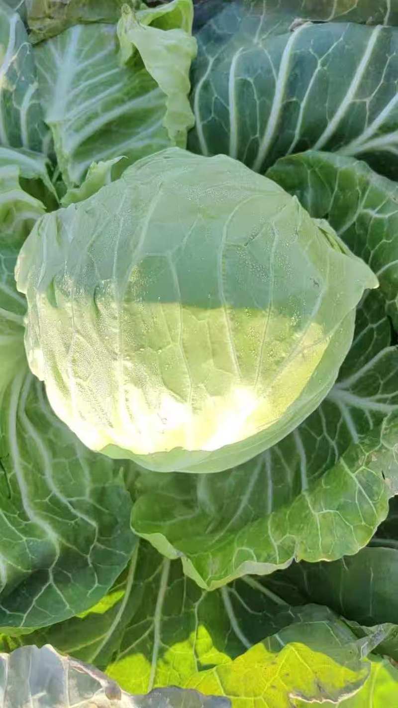 （宁夏甘蓝）扁包菜/圆包菜/货源充足/欢迎来电合作