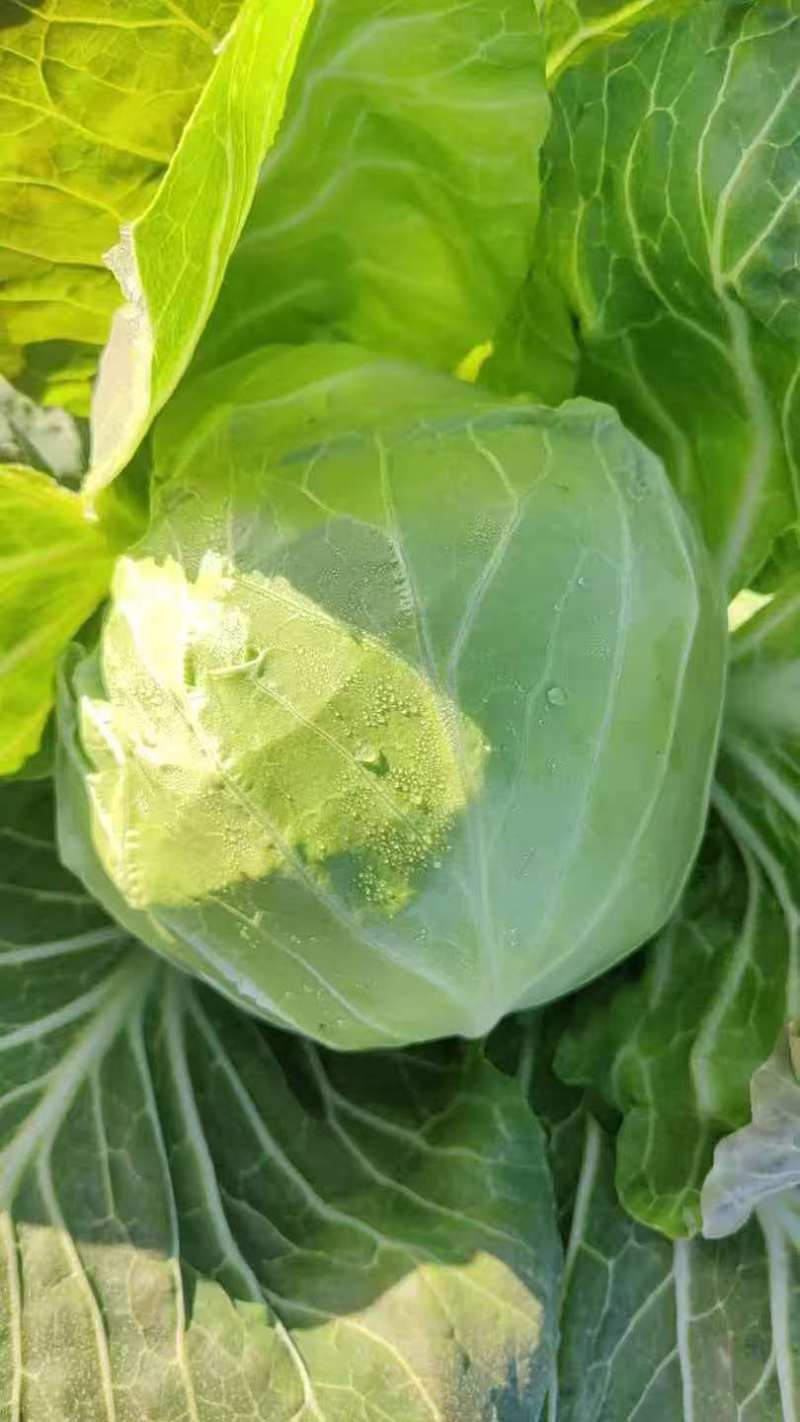 （宁夏甘蓝）扁包菜/圆包菜/货源充足/欢迎来电合作