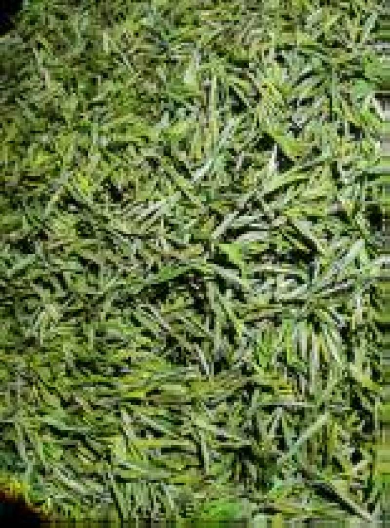 安吉白茶遂昌白茶毛峰茶大量供应可视频看货一手货源