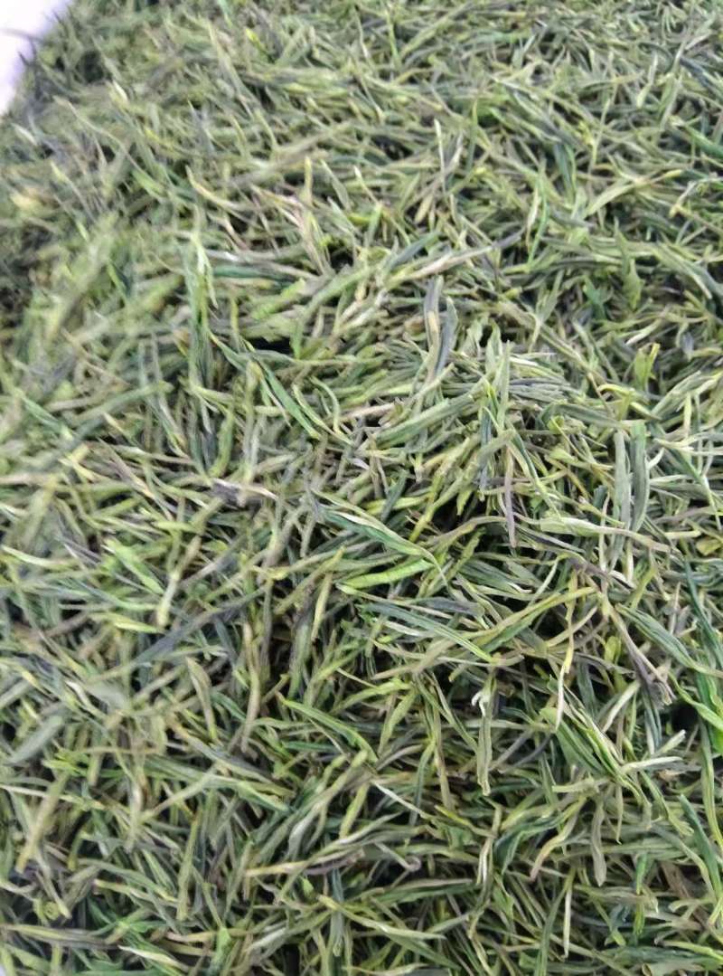 安吉白茶遂昌白茶毛峰茶大量供应可视频看货一手货源