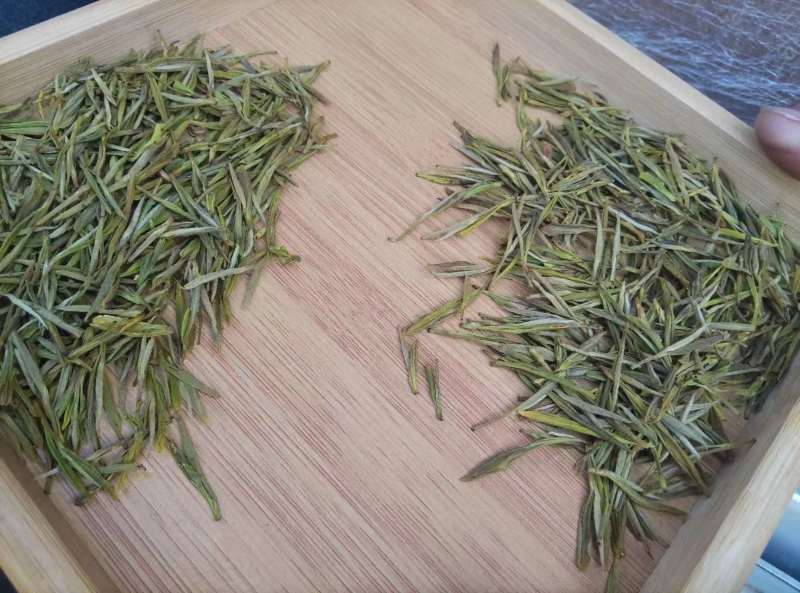 安吉白茶遂昌白茶毛峰茶大量供应可视频看货一手货源