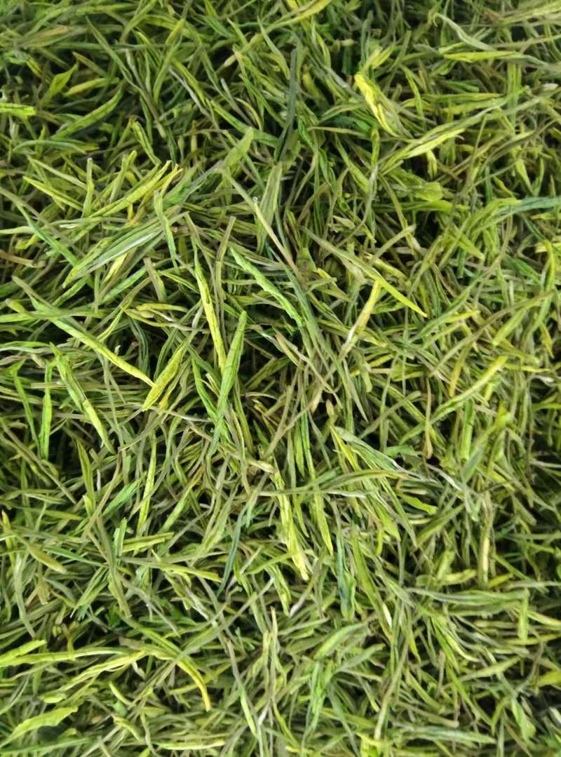 安吉白茶遂昌白茶毛峰茶大量供应可视频看货一手货源