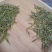 安吉白茶遂昌白茶毛峰茶大量供应可视频看货一手货源