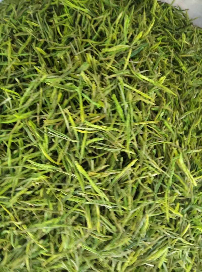 安吉白茶遂昌白茶毛峰茶大量供应可视频看货一手货源