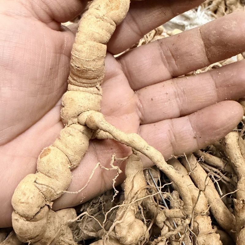 10斤新鲜现挖剪生巴戟天最好新鲜巴戟批发