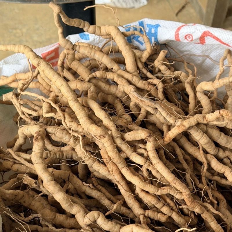 10斤新鲜现挖剪生巴戟天最好新鲜巴戟批发