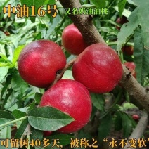 中油16号油桃安徽砀山大棚直发对接全国一条龙服务