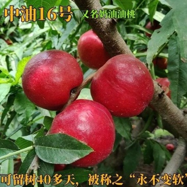 中油16号油桃安徽砀山大棚直发对接全国一条龙服务