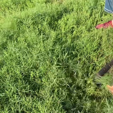 碱蓬菜黄须菜