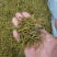 黄金芽茶叶精品茶叶大量供应可视频看货欢迎来电采购洽谈