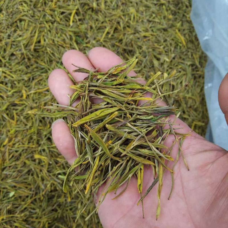 黄金芽茶叶精品茶叶大量供应可视频看货欢迎来电采购洽谈