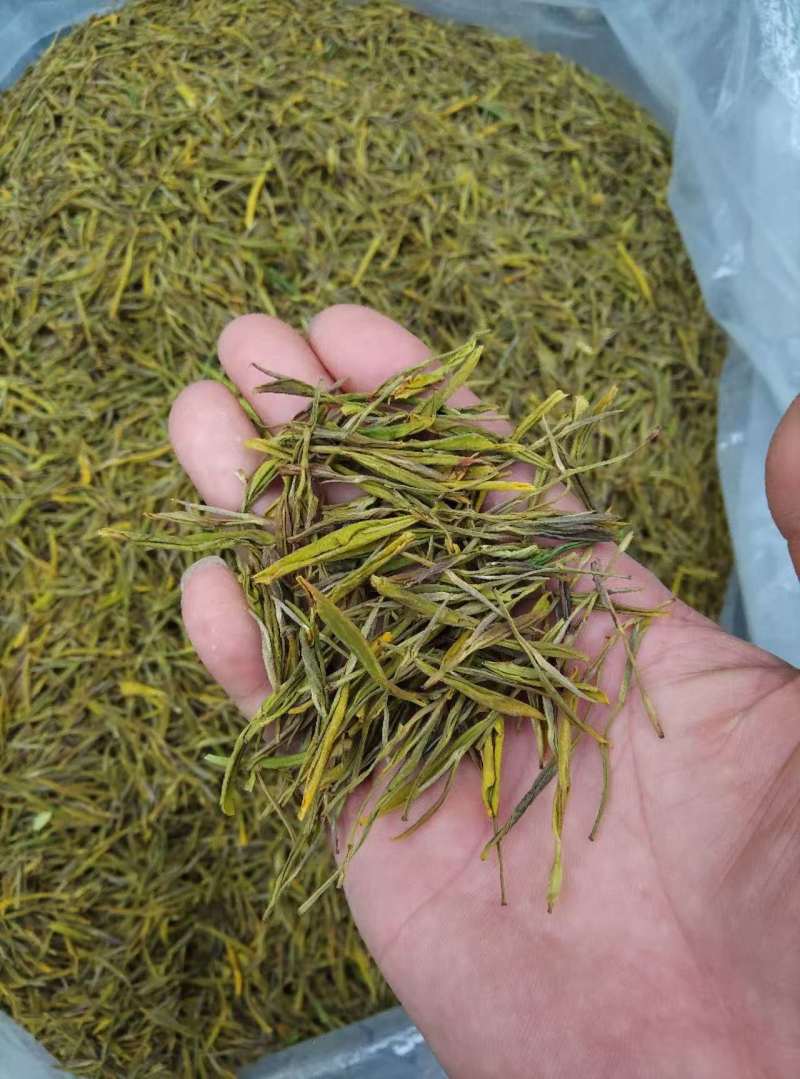 黄金芽茶叶精品茶叶大量供应可视频看货欢迎来电采购洽谈