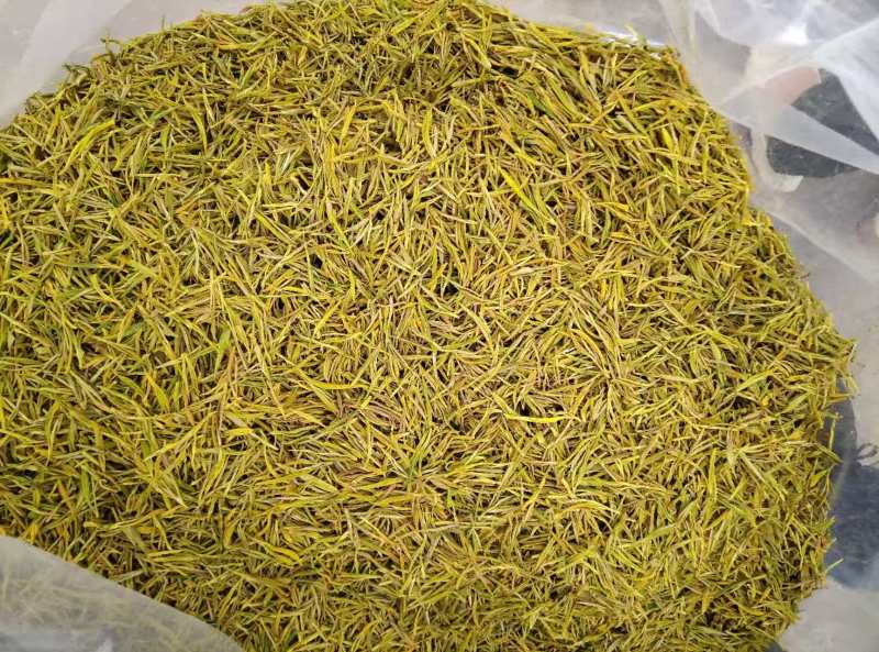 黄金芽茶叶精品茶叶大量供应可视频看货欢迎来电采购洽谈