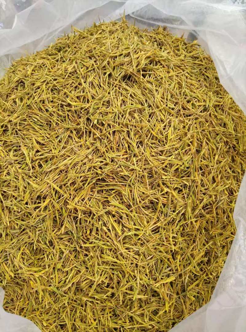 黄金芽茶叶精品茶叶大量供应可视频看货欢迎来电采购洽谈
