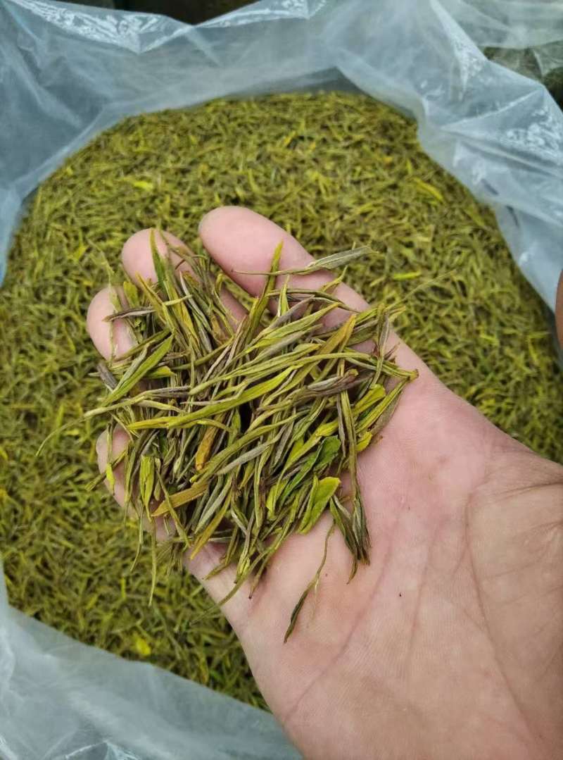黄金芽茶叶精品茶叶大量供应可视频看货欢迎来电采购洽谈