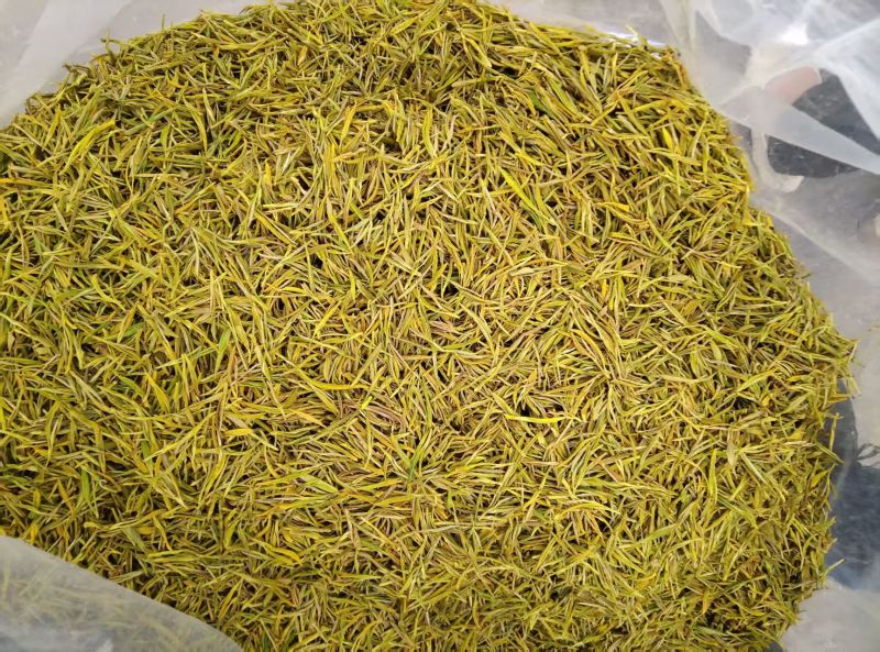 黄金芽茶叶精品茶叶大量供应可视频看货欢迎来电采购洽谈