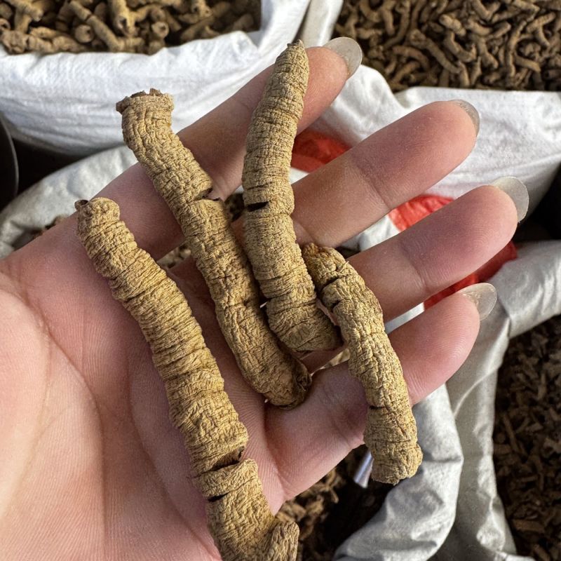 巴戟天中药材一等品大条巴戟天抽芯巴戟天正品巴戟天