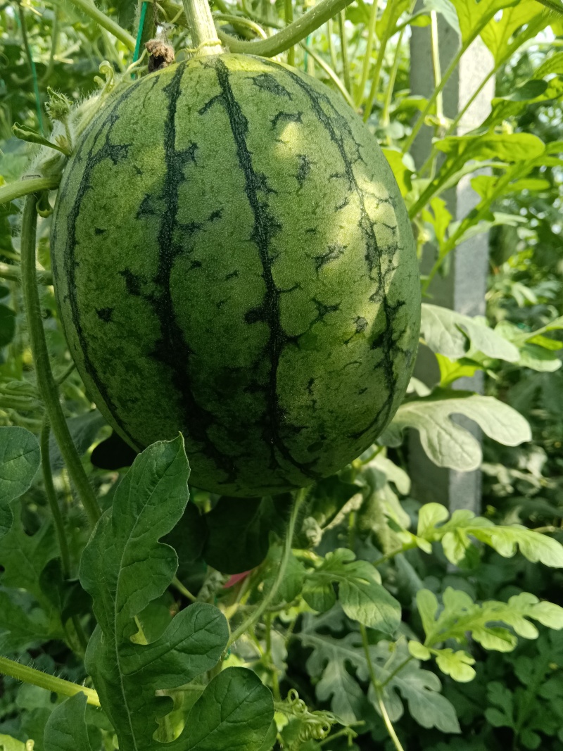 小糖丸西瓜
