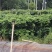 幸福树，1.5米高4加盆