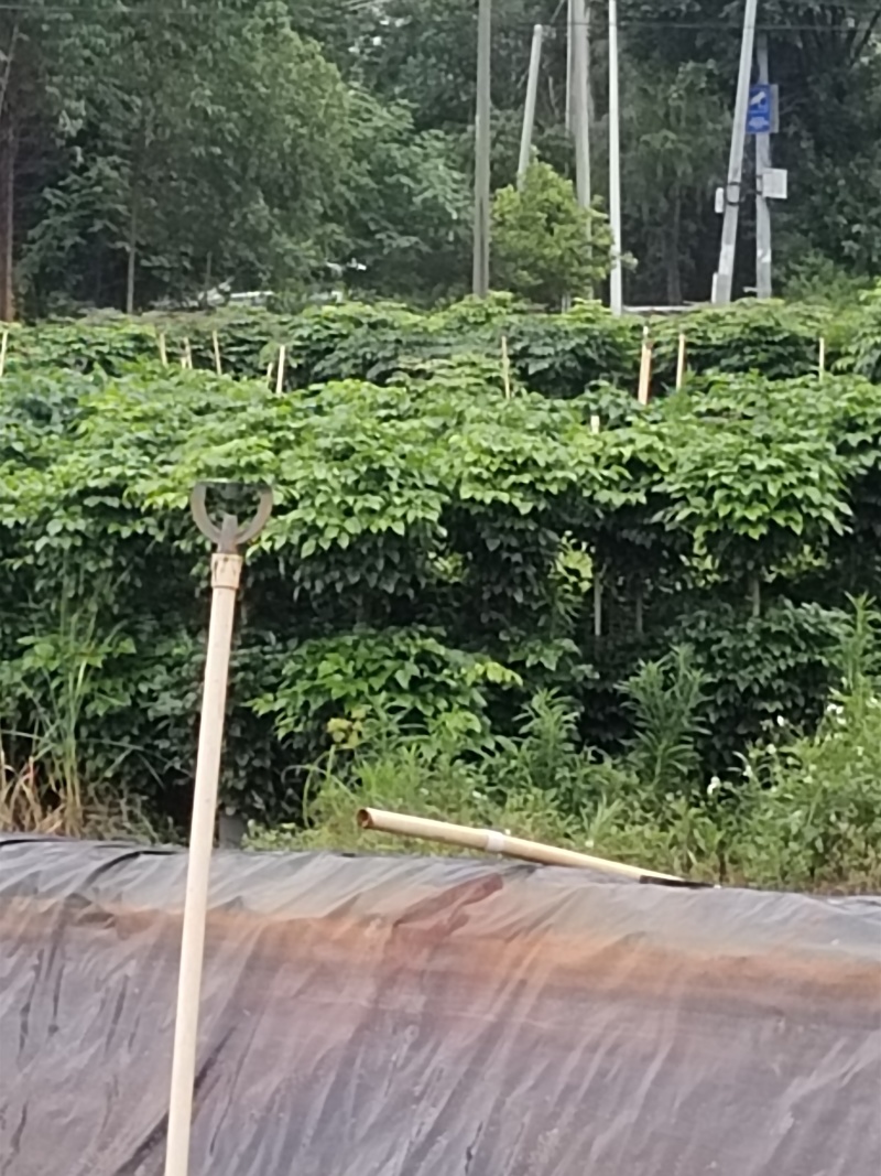 幸福树，1.5米高4加盆