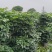 幸福树，1.5米高4加盆