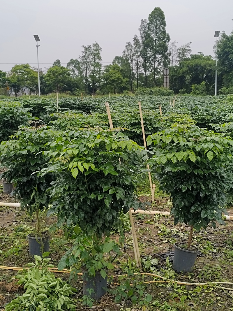 幸福树，1.5米高4加盆