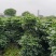 幸福树，1.5米高4加盆