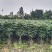 幸福树，1.5米高4加盆