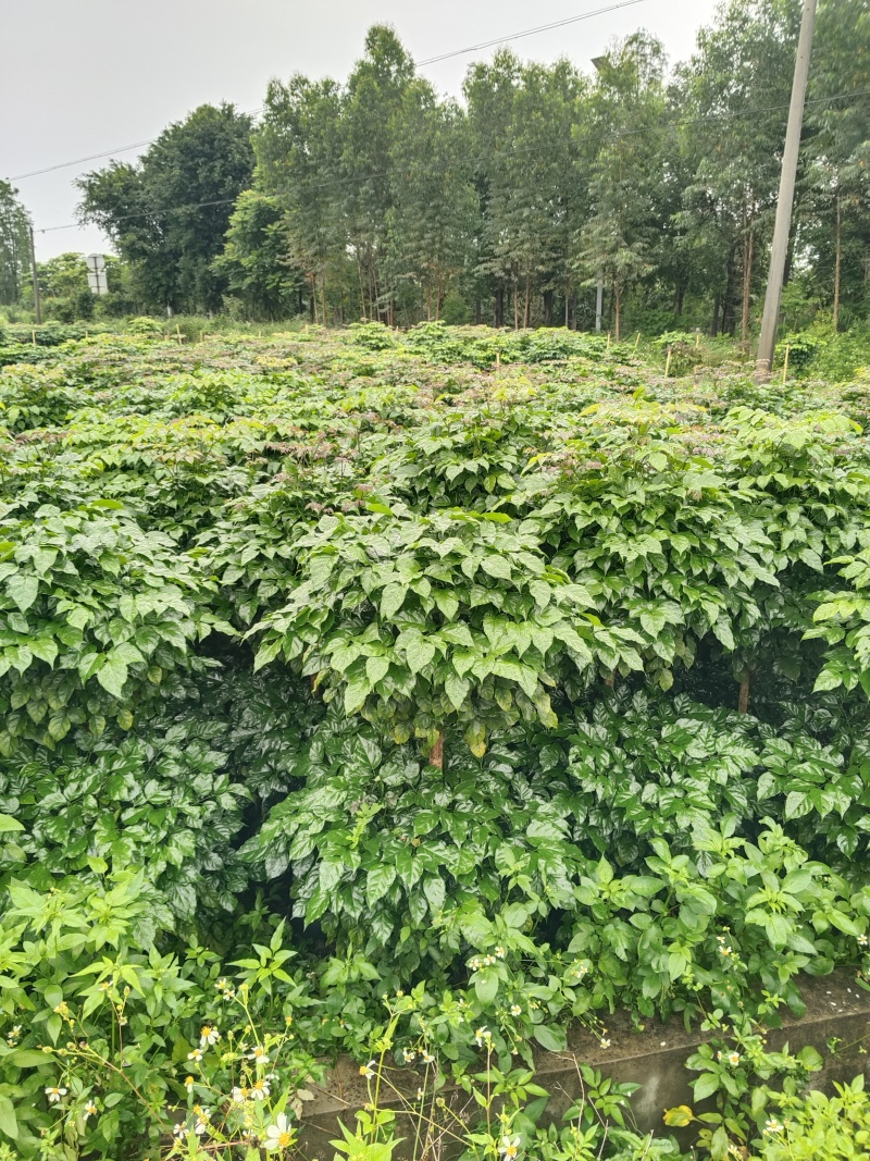 幸福树，1.5米高4加盆